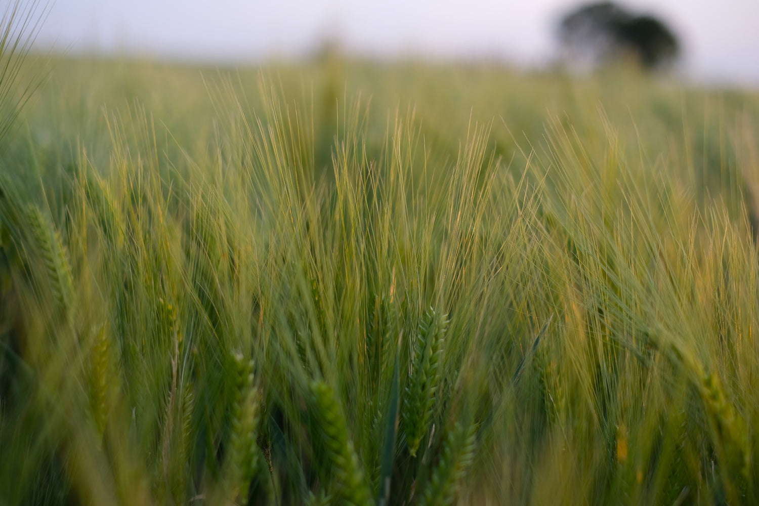 A close-up of green wheat in a field, symbolizing Clay & Ash’s commitment to sustainability and looking toward a future focused on ethical, conscious  practices.